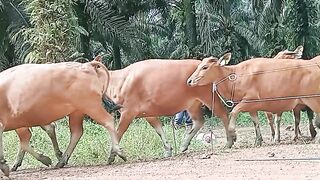 sapi bali