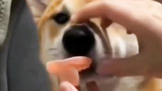 Funny Tiktok Compilation #shorts 3