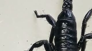 Real Scorpio
