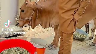 Burger janwar