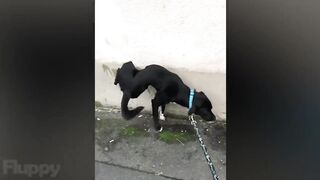 ???? YOU LAUGH YOU LOSE! ???? Ultimate Funny Dogs Compilation! ????