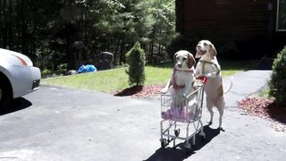 Dogs' Epic Shopping Cart Voyage: Funny Dogs Maymo & Penny