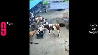 TRY NOT TO LAUGH ???? Best Funny Videos Compilation ????????????