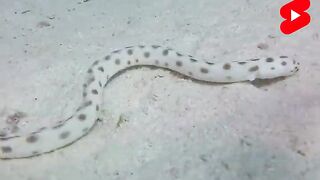 Crazy Facts About Animals ð¸ð¦ | Amazing Facts | Random Facts | Mind Blowing Facts in Hindi #Shorts