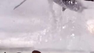 shark jump out of water #shark #sea #dangerous #animal #world