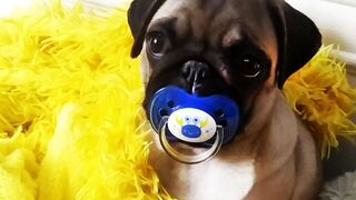 Pug woke up with a pacifier