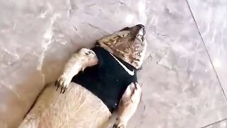 Dogs LAV