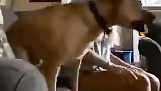 football fan