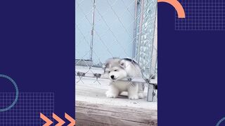 Cute Dog (Tiktok)