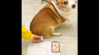 Animal Funny video Part 2 ????