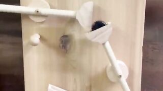 There’s some copies out there bun mine is the original bottleopener rubegoldberg woodworking