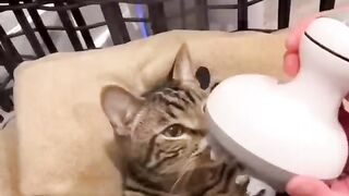 My cat enjoying a spaw day