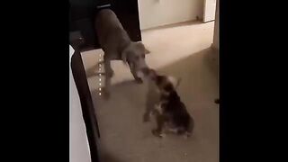 An hour of memes but if you laugh, you lose
