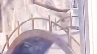 Funny animal moment