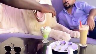 Dubai king