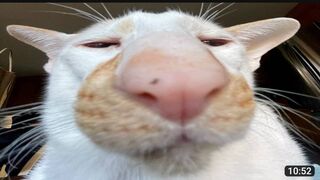 FUNNY CAT MEMES COMPILATION OF 2022.