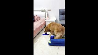 Cute Dog (TikTok)