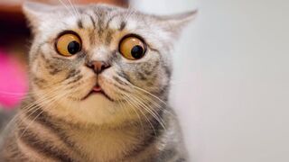 Funny Animals Compilation - #1