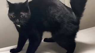 Funny Animals Compilation - #3
