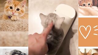 Lovely little cat