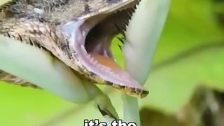 PRAYING MANTIS|THE KUNGFU PREDATOR