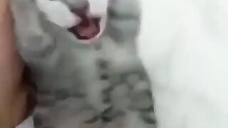 FUNNY CAT LOL