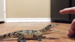 Crocodile Babies
