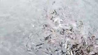 Pakan alternatif untuk ikan lele