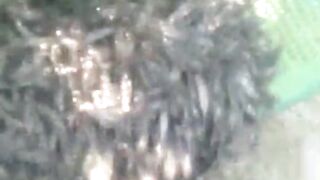 Bibit lele hasil pendederan di kolam jaring