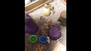 tiny and funny hamster