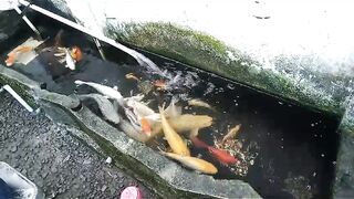 Kolam samping rumah
