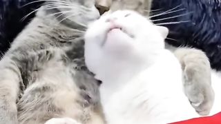 cute cat couple