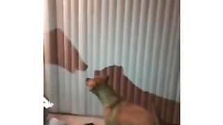 funny animal video 6