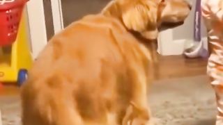 the cuteness of the golden fur dog