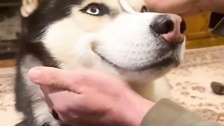 Super cute pets