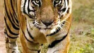 Amazing And Interesting Facts About TIGER