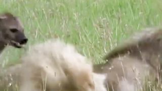 Amazing And Interesting Facts About LION