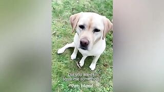 funny Animals 2