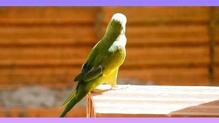 A parrot video