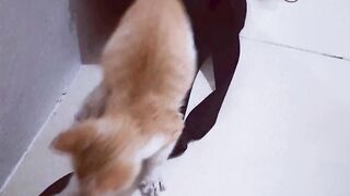 Funny cat 178