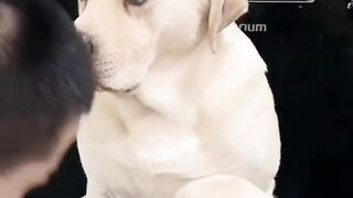 Prank DOG