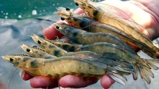 shrimp farming