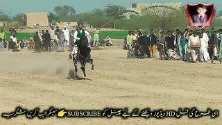 #yung#best#rider#ziyad#khan#hatar#meela#peer#kaly#shah#jhammra