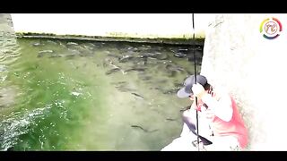 Ikan yang nga takut manusia