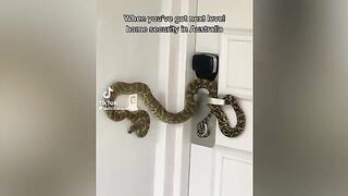 Damn Nature You Scary _ Rare _ Scary Animal Encounters watch and subscribe to my channel