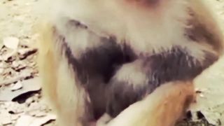 Funny video
