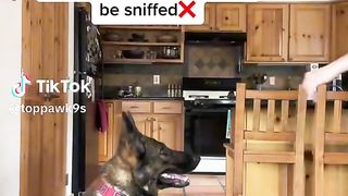 How NOT to greet a dog! With live examples & body language explained