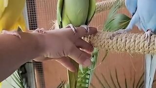 funny animals 50