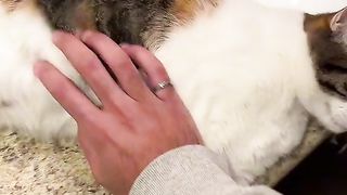 Fat cats are just better