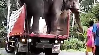 KETIKA GAJAH TURUN DARI MOBIL